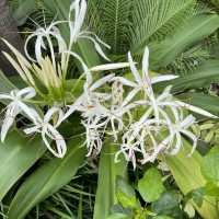 賞花好地方「蝴蝶灣公園」