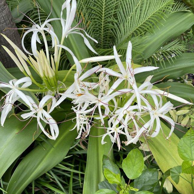 賞花好地方「蝴蝶灣公園」