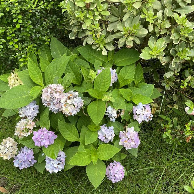 賞花看海好去處👍
