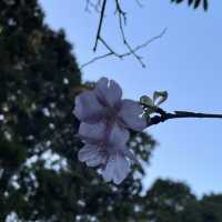 櫻井神社