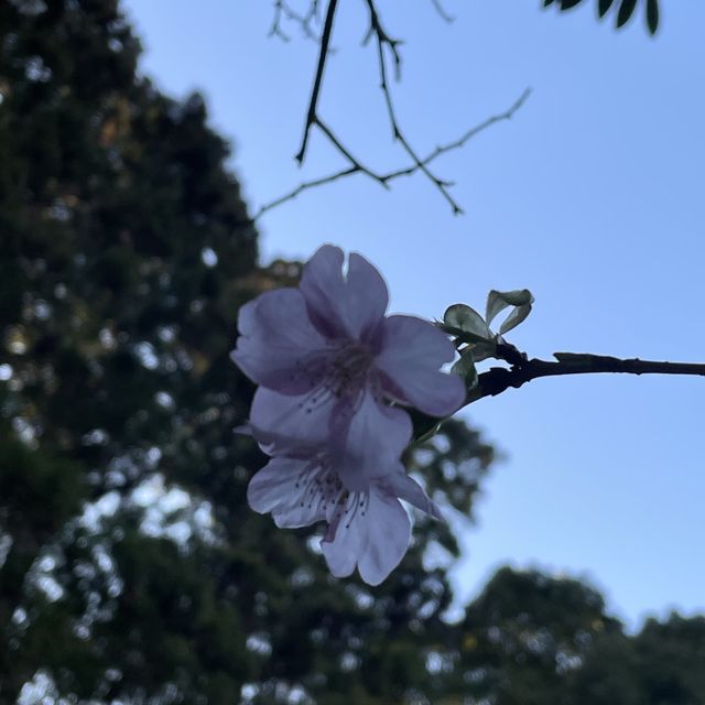 櫻井神社