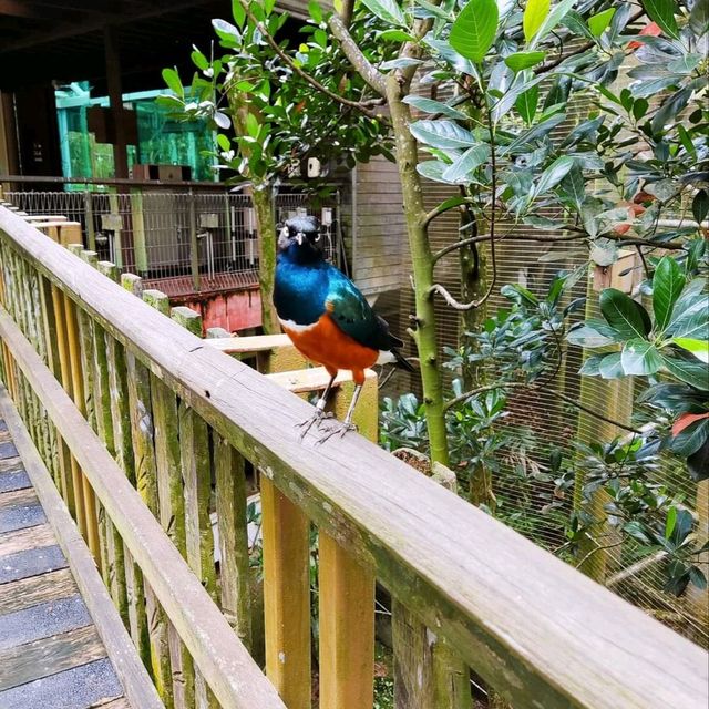 Jurong Bird Park