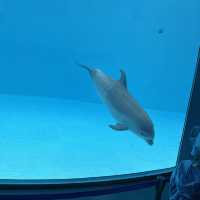 世界最大級野外水槽、日本一広い水族館