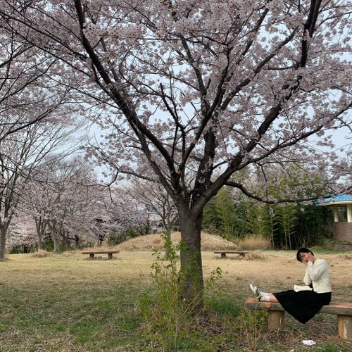 🌸 영암 벚꽃 명소 🌸