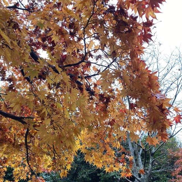 日本貴族的別苑所在地 – 京都嵐山(竹林道和龜山公園)