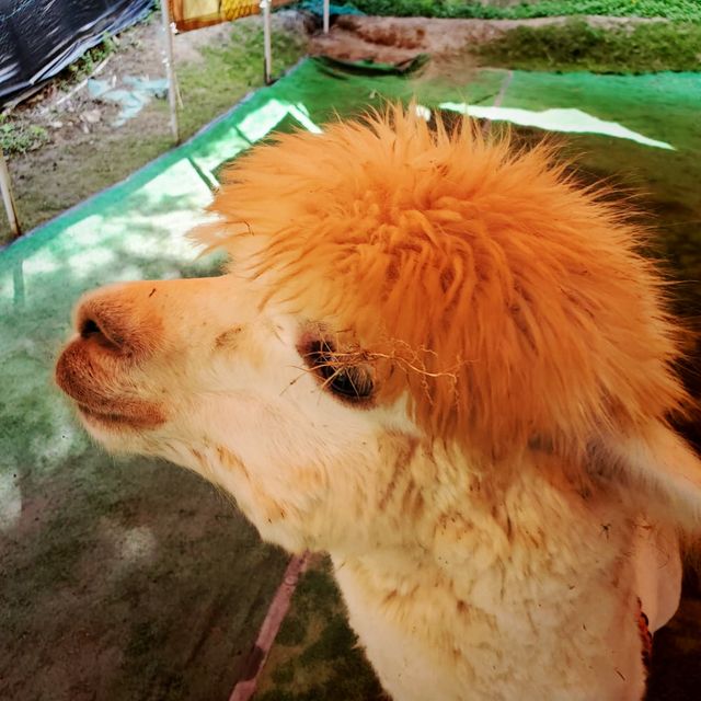 🦙可愛的草泥馬🦙