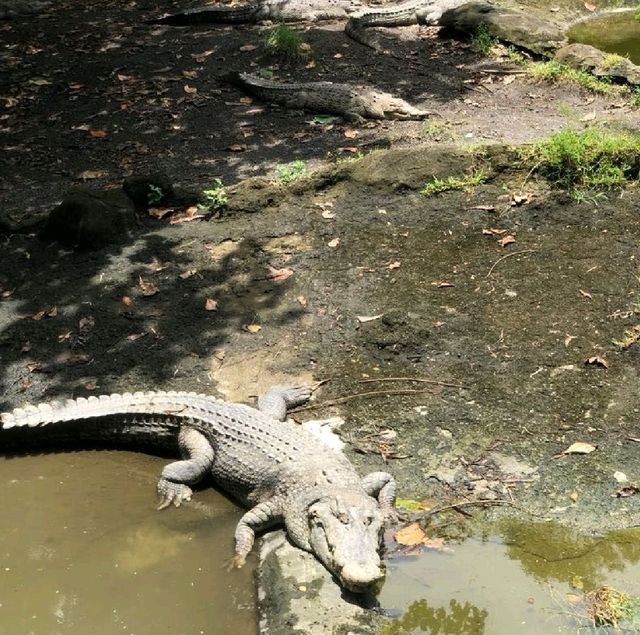 印尼峇里島野生動物園