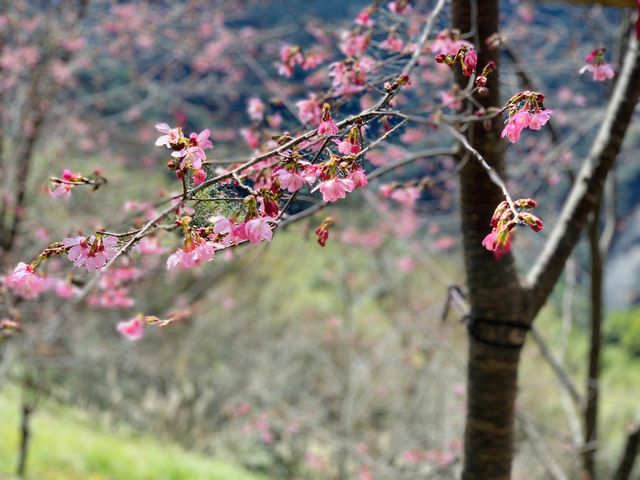 新竹司馬庫斯部落-櫻花谷、碎石坡、落羽松