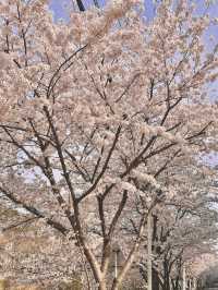 [경기] 서울근교 벚꽃길 명소 안양천🌸
