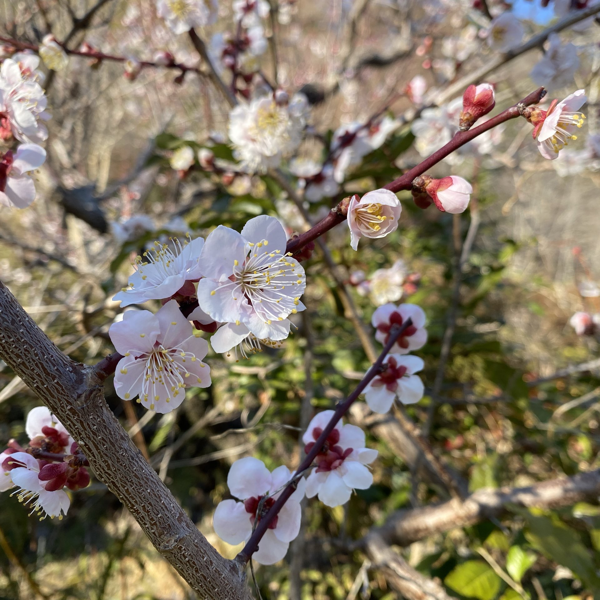 [Kochi] Makino Botanical Garden