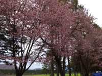北海道　静内桜めぐり❗️ 二十間道路桜並木の桜に感動❗️