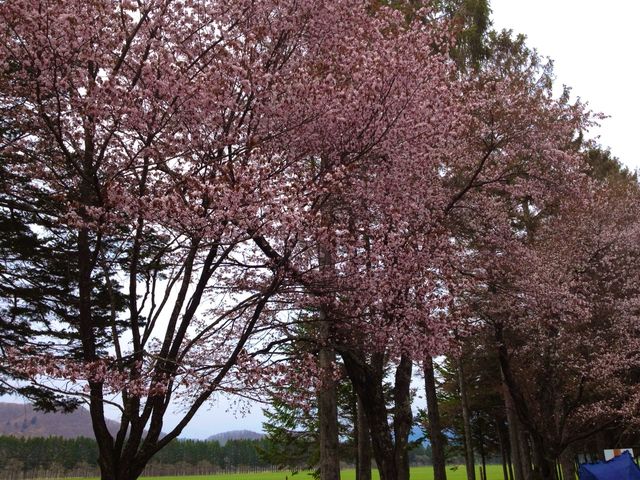 北海道　静内桜めぐり❗️ 二十間道路桜並木の桜に感動❗️