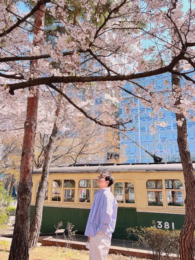 서울벚꽃 실시간) 벚꽃 만개입니다🌸