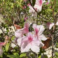 親子好去處｜香港動植物公園賞花攝影遊🌺