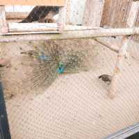 旭山動物園　クジャク舎&にわとり・アヒル舎