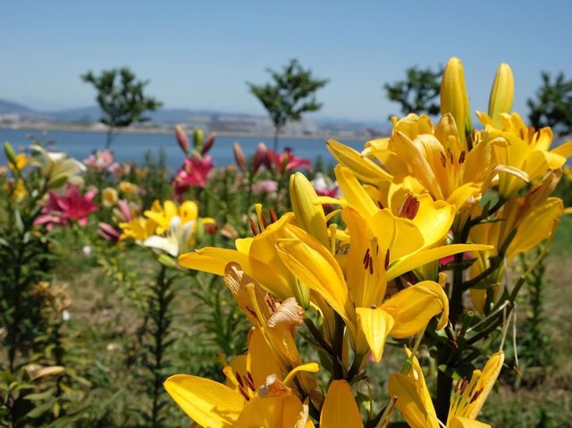 絕美的百合花園｜大阪