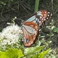 旅する蝶々🦋💫.•*¨*•.🦋💫 