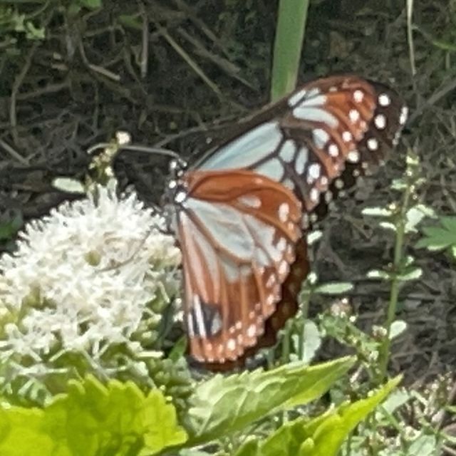 旅する蝶々🦋💫.•*¨*•.🦋💫 