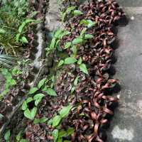 คาเฟ่ธรรมชาติ “ที่นี่บางเบาะ ป่าตอง”