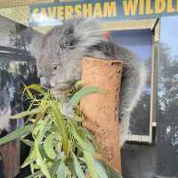 Aussie Wildlife 