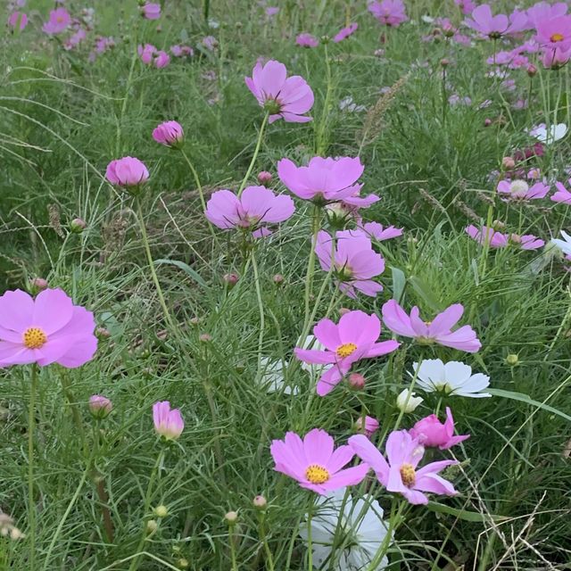 경주 첨성대 근처에 펼쳐진 노랑 꽃밭 
