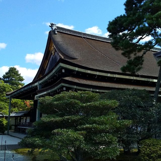 京都御所の御池の鯉