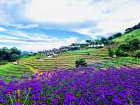 ที่พักวิวหมอกวิวเขา @เชียงใหม่