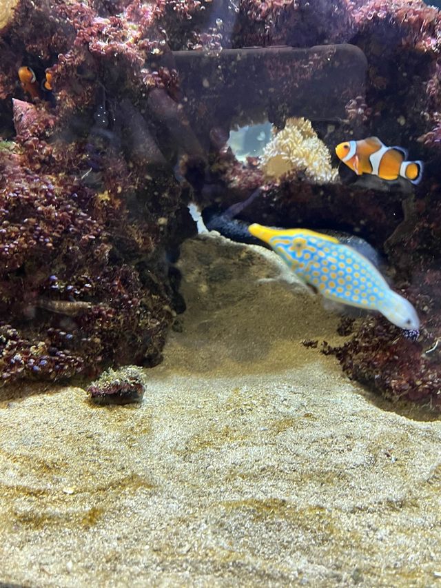 DMM沖繩水族館🇯🇵🦈老少咸宜之景點