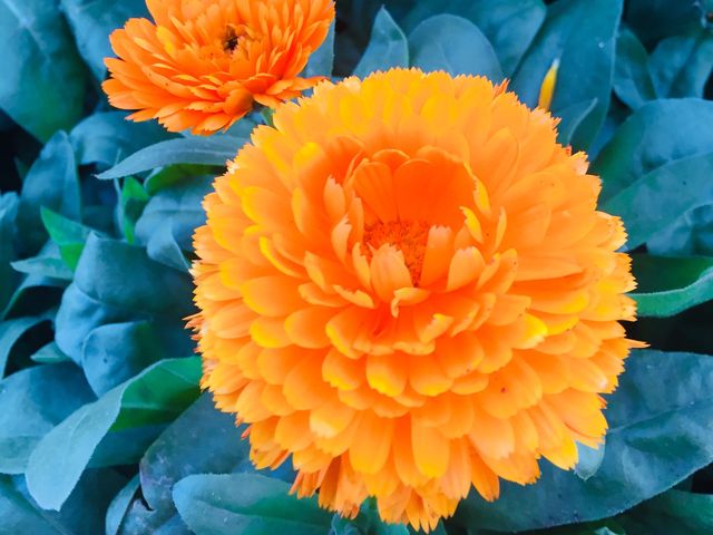 🌺🌸🌼FLOWERS ON THE HIGHEST PEAK🌼🌸🌺