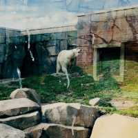 Lincoln Park Zoo, Chicago 