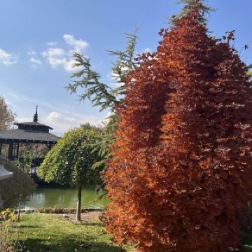 터키에서 교토의 가을 발견