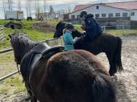 冰島🇮🇸 人生必試 - 騎冰島馬🐎