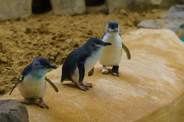 Cute little penguins 