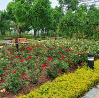 Rose Garden in Houtan Park