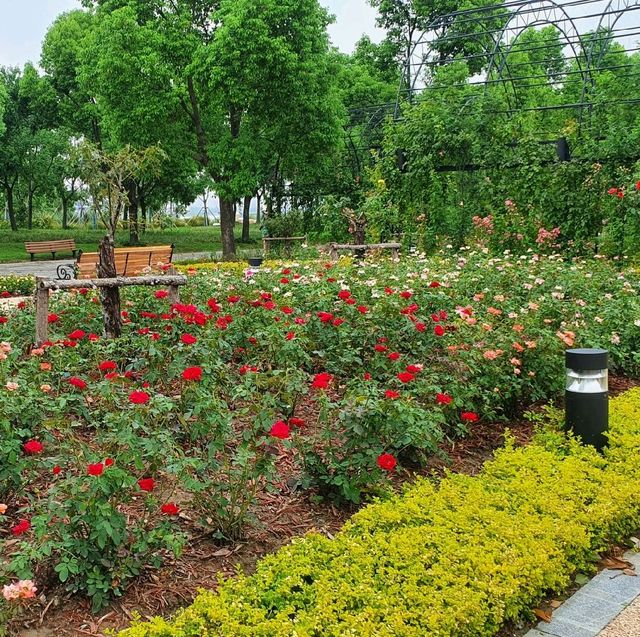 Rose Garden in Houtan Park