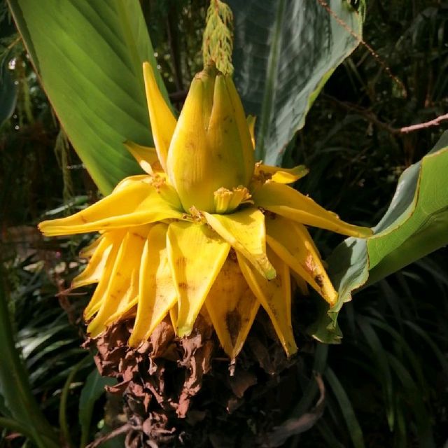 Royal Botanic Gardens in Kew