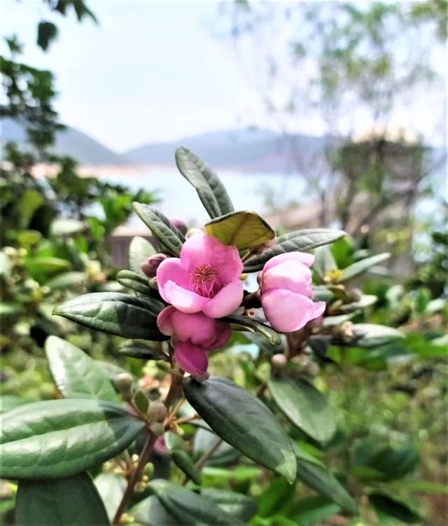 Sai Kung East Country Park