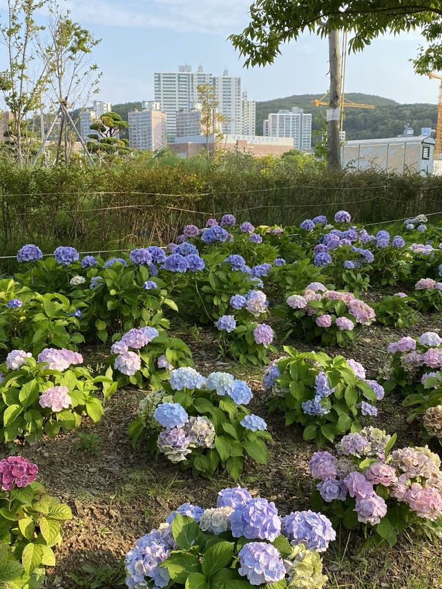 부산 영도 아미르 공원 수국