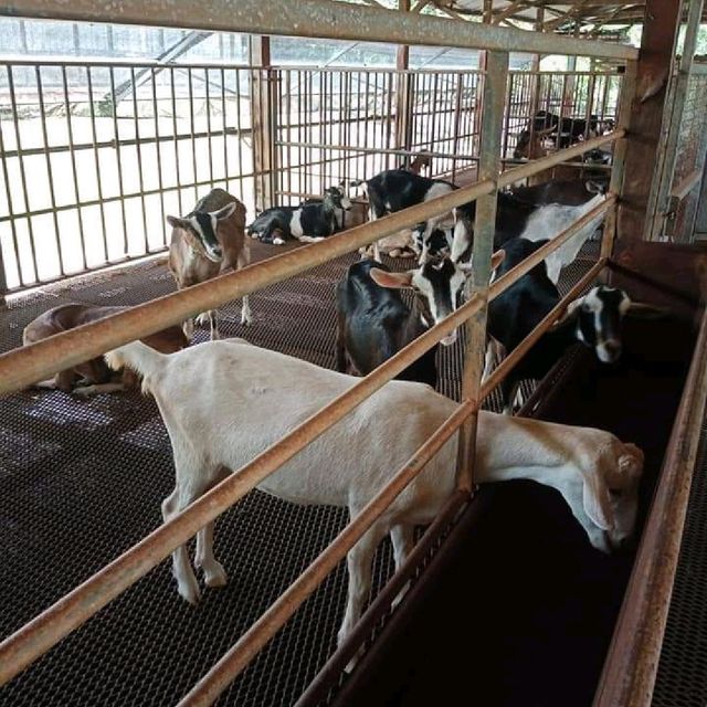 Hay Diaries Goat Farm 