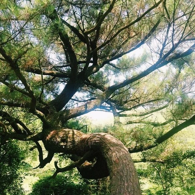 擎天崗中央步道