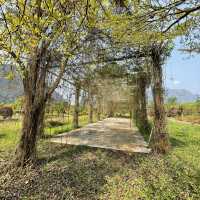🪴สวนดอกไม้ Phou Pha Champa Lao ພູຜາຈຳປາລາວ