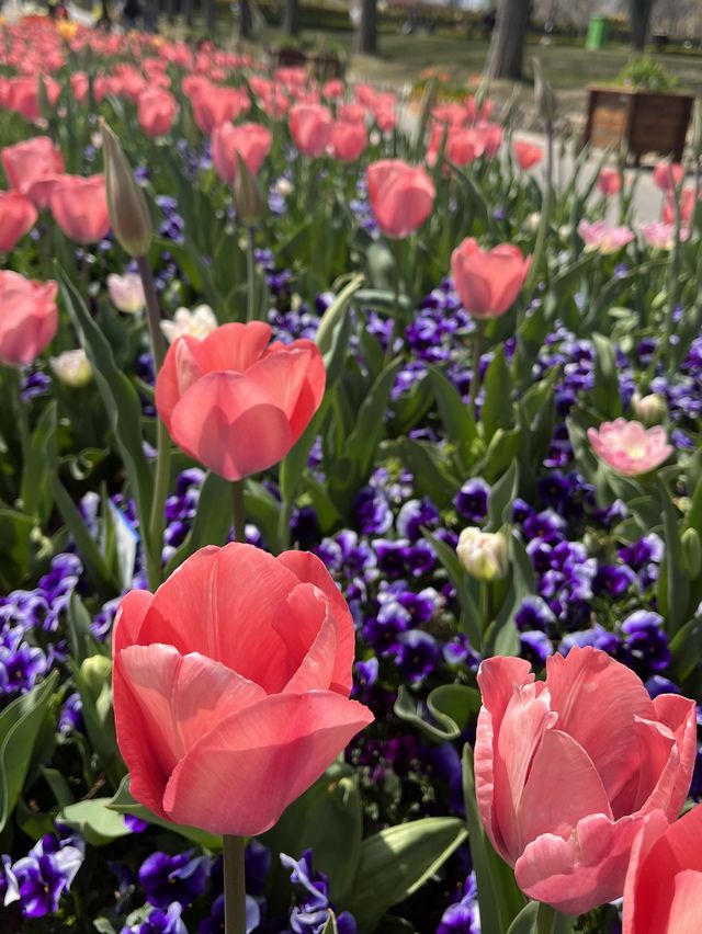 여기는 네덜란드🌷