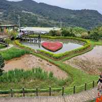 台北 | 內湖「碧山巖」讓你免跑日本就能輕鬆賞櫻，還有熱門的採草莓體驗等著各位