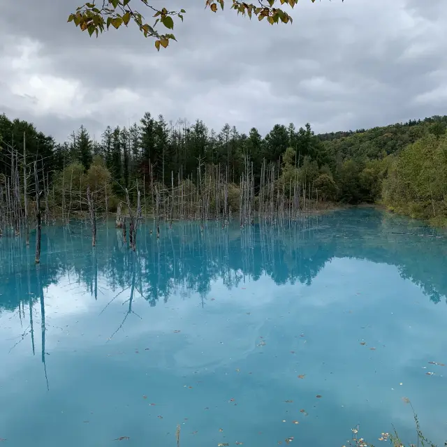ホントに青い😙季節を変えて何回でも行きたい青い池