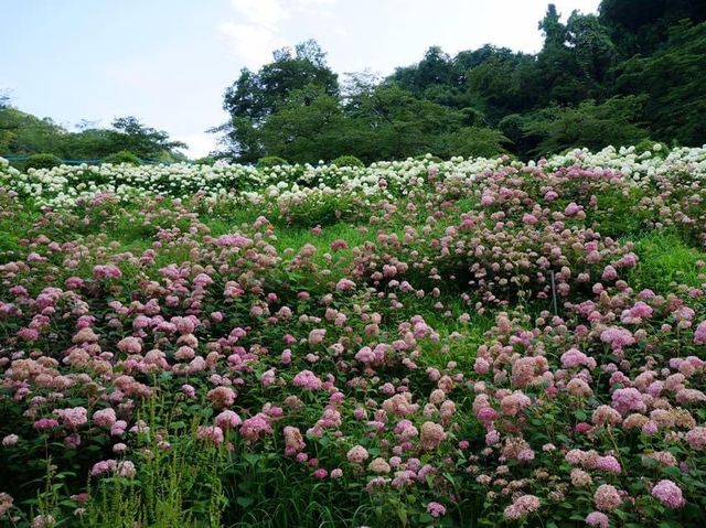 6月去東京必睇的繡球花