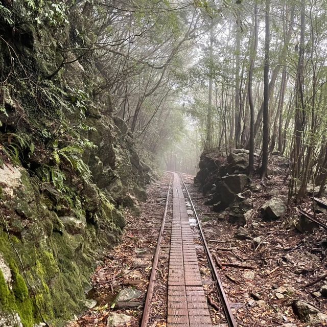 屋久島にあるウィルソン株に行ってきた🌳