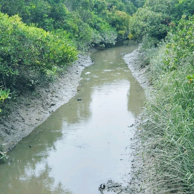 生態之旅 - 香港濕地公園