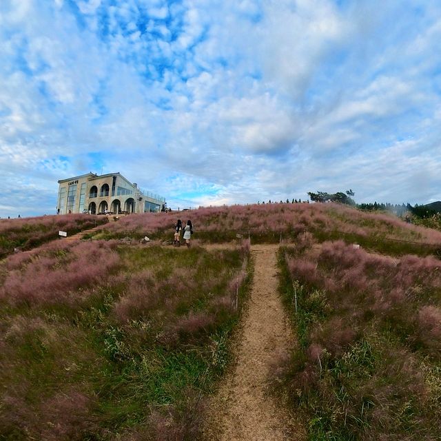 📸 핑크뮬리 가득한 핑크빛 피크닉, 카페새빌