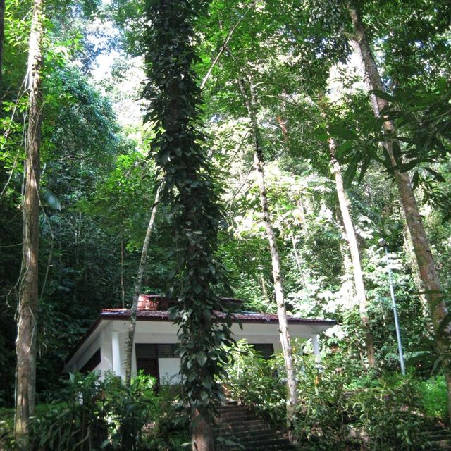 The Beautiful Bukit Hijau Waterfall