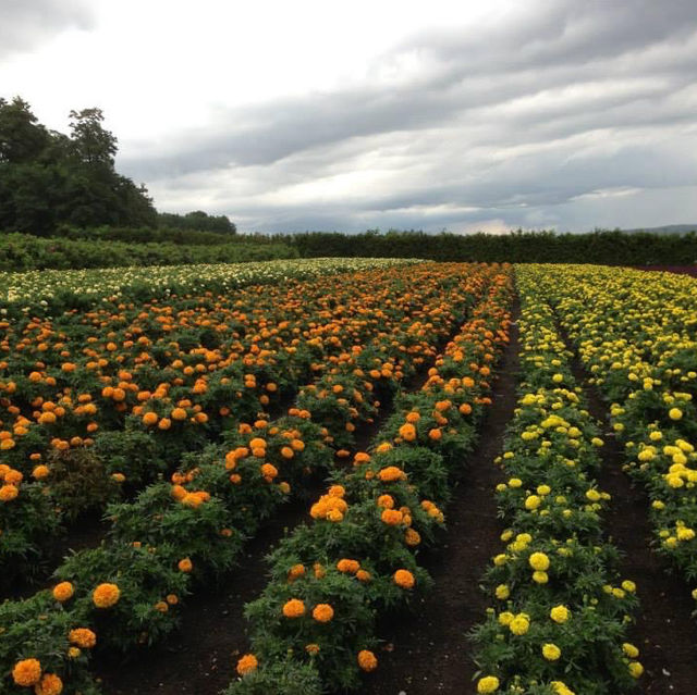 北海道富田農場‼️夏日超令薰衣草園💓